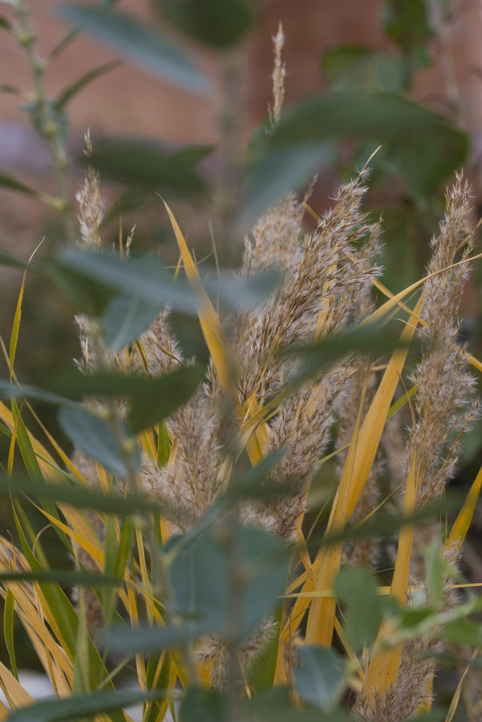 Phragmites