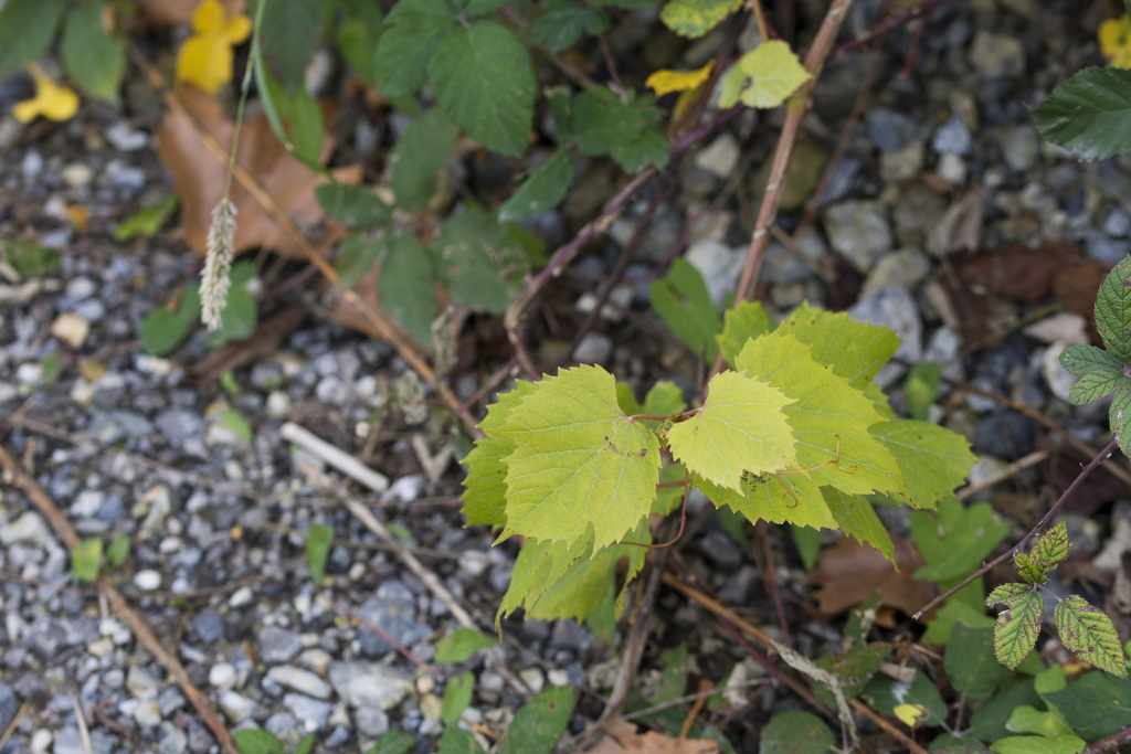 Vitis vinifera