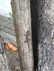 Hemidactylus frenatus