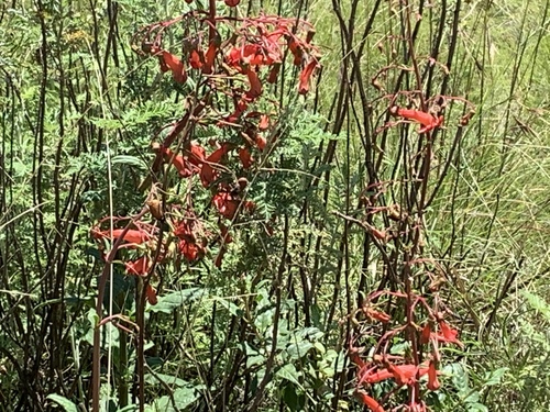 Buddlejoideae image