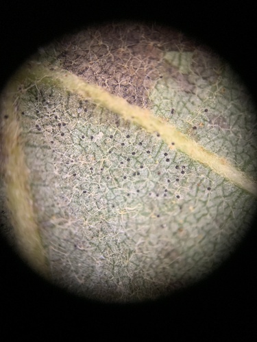 Erysiphe clintonii observed 2025-10-25
