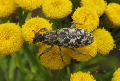 Cyphocleonus dealbatus