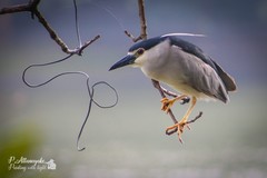 Nycticorax nycticorax