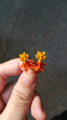 Asclepias curassavica