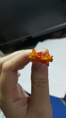 Asclepias curassavica