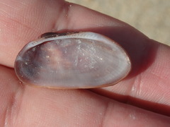 Barbatia domingensis