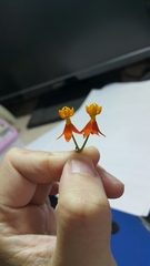 Asclepias curassavica