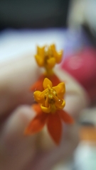 Asclepias curassavica