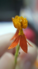 Asclepias curassavica