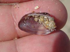 Barbatia domingensis