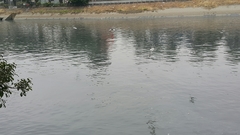 Chroicocephalus ridibundus