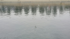 Chroicocephalus ridibundus