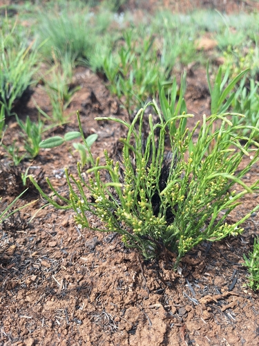 Highveld Rootthug (Thesium transvaalense)