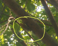 Macrotristria intersecta