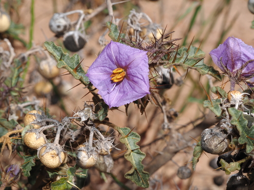 How to identify Solanum petrophilum F.Muell.