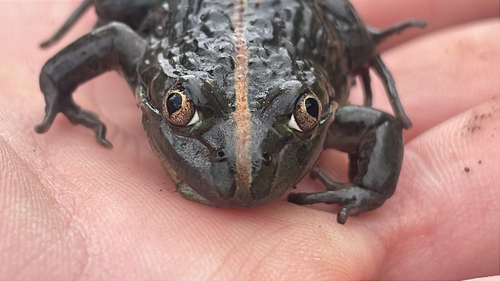 Spotted Grass Frog, Limnodynastes tasmaniensis