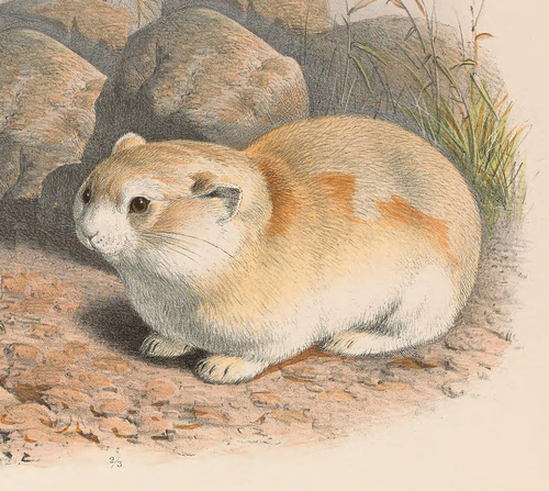 Koslov's Pika (Ochotona koslowi) — Endangered Mammalia