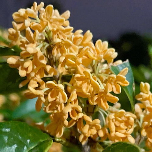Osmanthus fragrans