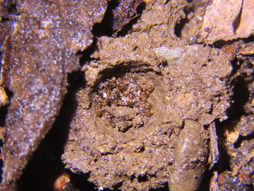 Temnothorax arimensisTemnothorax arimensis