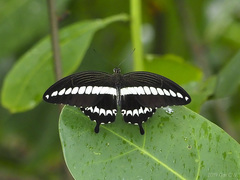 Papilio gigon