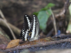 Papilio gigon