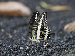 Papilio gigon