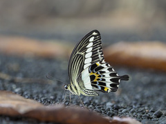Papilio gigon