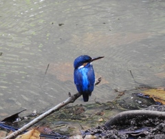 Alcedo atthis