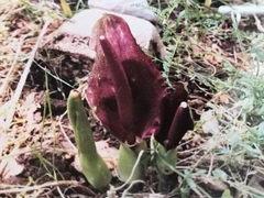 Arum palaestinum