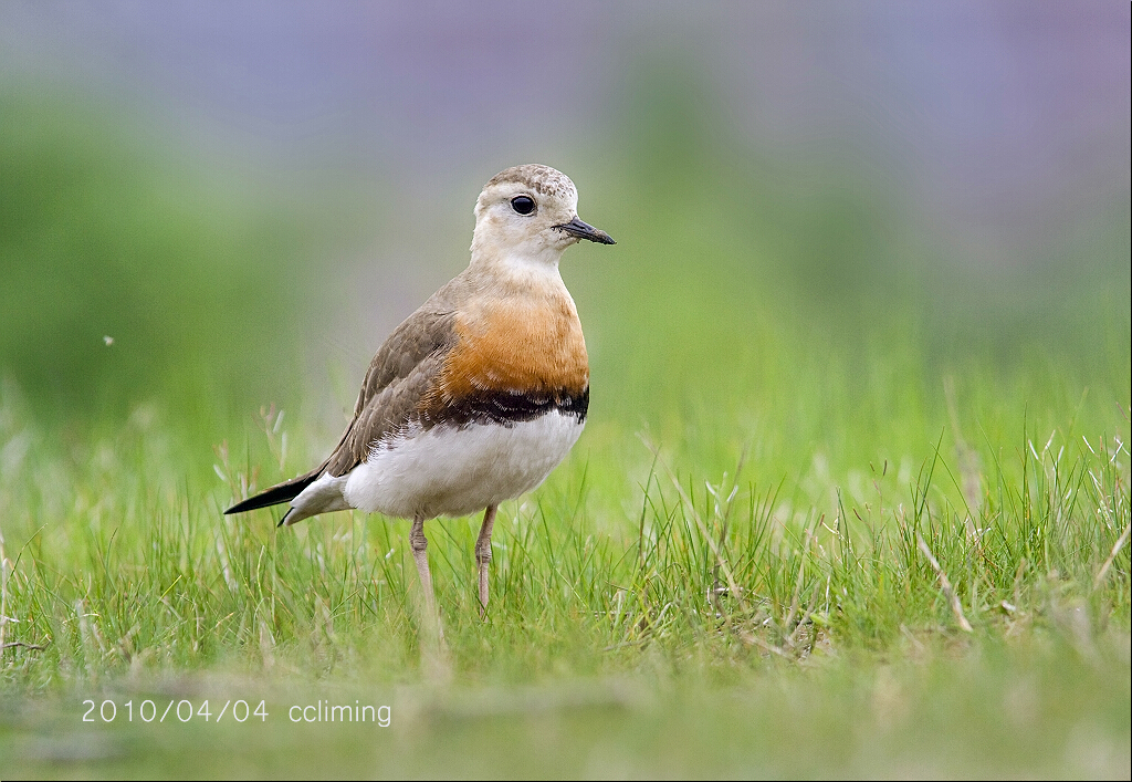 Oriental Plover (Anarhynchus veredus) photo