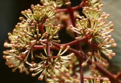 Ixora brachiata