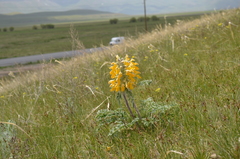 Phlomoides speciosa