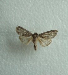 Acronicta impleta