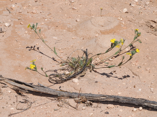 woolly goodenia (Goodenia robusta)