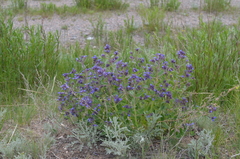 Nepeta ucranica