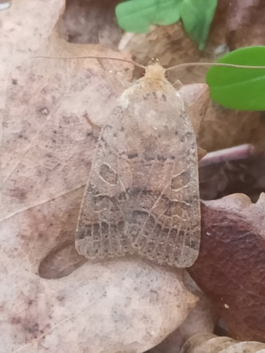 Agrochola nitida