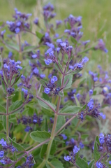 Nepeta ucranica