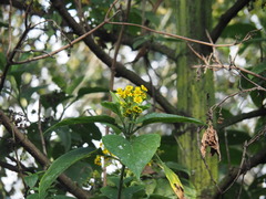 Smallanthus pyramidalis, photograph (c) Moogoo Lee, some rights reserved (CC BY)