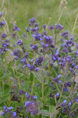 Nepeta ucranica