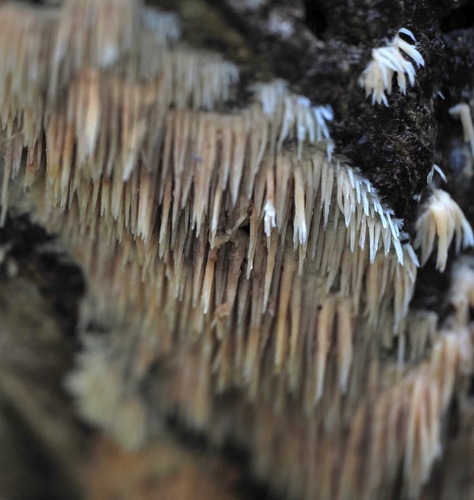 Radulomyces copelandii