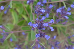 Nepeta ucranica