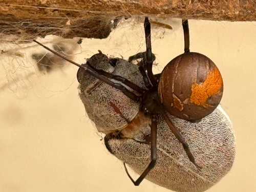Redback Spider