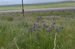 Nepeta ucranica