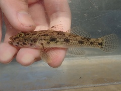 Glossogobius olivaceus