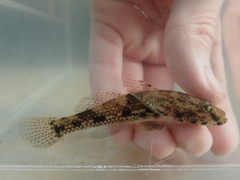 Glossogobius olivaceus