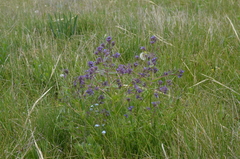 Nepeta ucranica