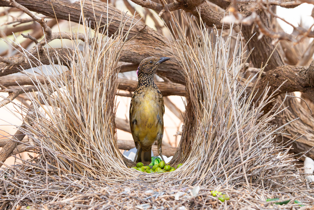 Western Bowerbird