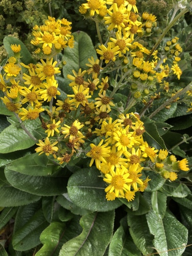 Senecio oerstedianus image