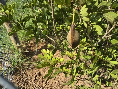 Cordeauxia edulis