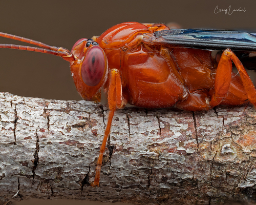 Orchid Dupe Wasp